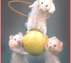 ratones jugando