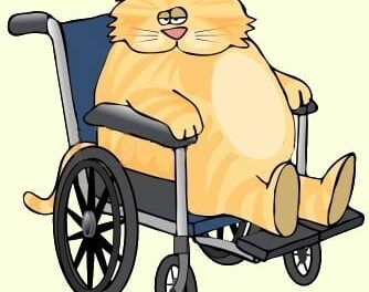 Paco y el gato Pom Pom 6
