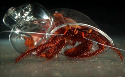 Noa y la caracola de cristal 3