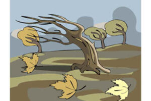 El roble y las cañas 4