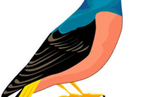 La corneja y las aves 11