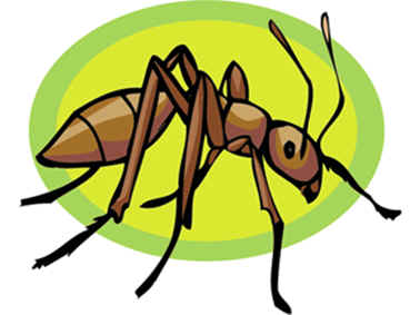 hormiga marrón que un testigo mato por picadura