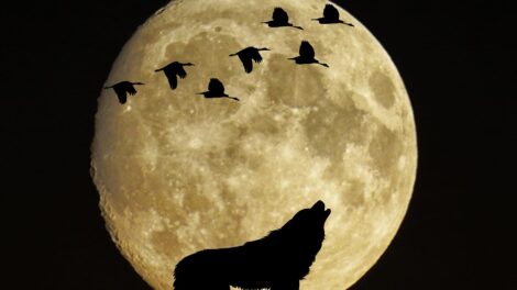 El lobo y el hombre 7