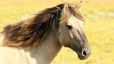 La zorra y el caballo 15