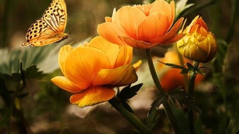 Amigos de la naturaleza 17
