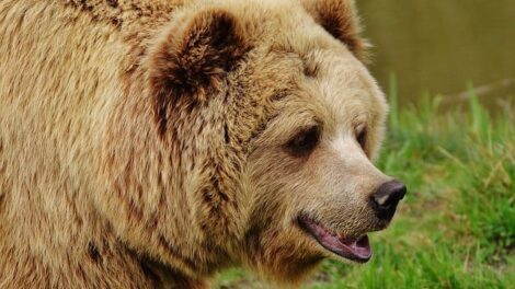 El oso y los viajantes 15
