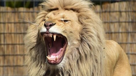 Daniel entre los leones 17