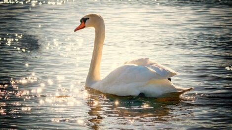 El cuervo que quiso ser cisne 3