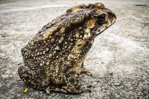 El príncipe sapo 19