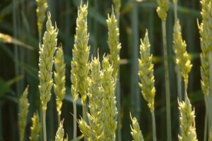 Ruth y las espigas de trigo 1