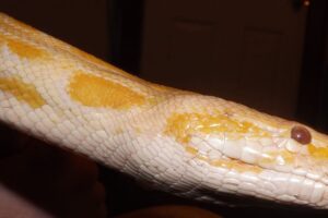 La serpiente blanca 3