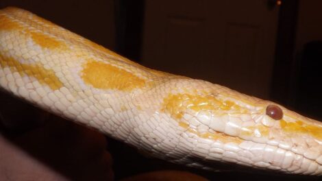 La serpiente blanca 17