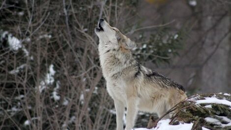 El lobo hambriento 1
