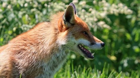 La zorra que jamás había mirado un león 5