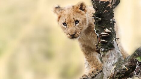El león y su hijo 7