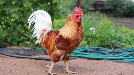 El gato y el gallo 19