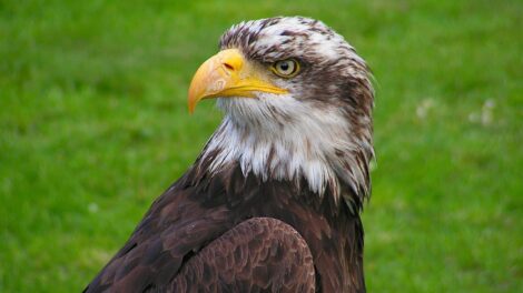 El águila y el escarabajo 11