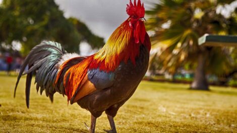 El león, el asno y el gallo 3