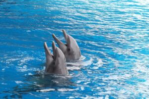 Los delfines, la ballena y la caballa 3