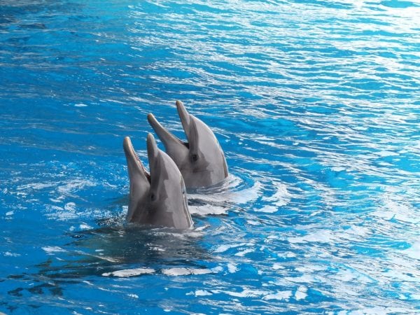 Los delfines, la ballena y la caballa 1
