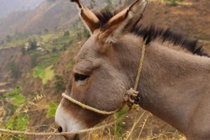 El asno, la zorra y el león 11
