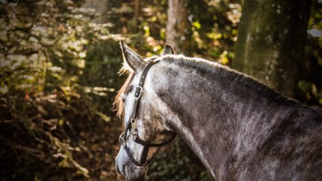 El caballo y el venado 5