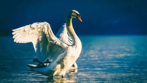 El cisne tomado por ganso 15