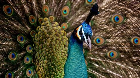 El color de las aves 5