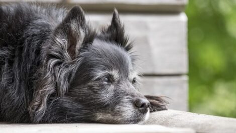 ¿Por qué los perros se olfatean la cola? 5