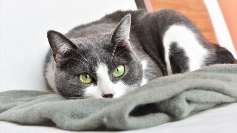 La gata mujer 17