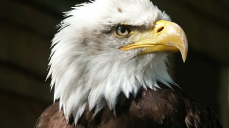 La leyenda del águila 13