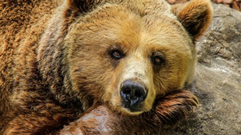 Piel de oso (1ra parte) 11