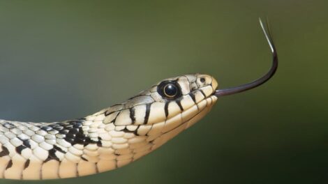Eva y la serpiente 3