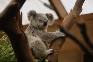 El emú y el koala 15