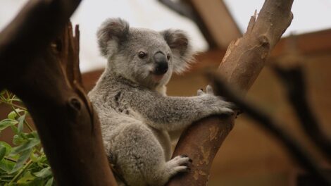 El emú y el koala 15