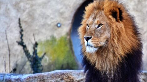 El hombre y el león viajeros 17