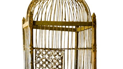 El pájaro de oro (3ra parte) 19
