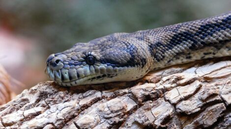 Las tres hojas de la serpiente (1ra parte) 19
