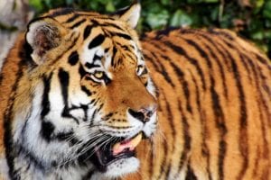 ¿Por qué los tigres tienen rayas? 18