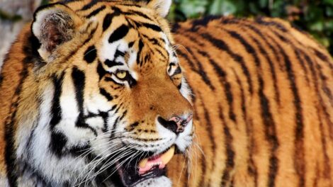 ¿Por qué los tigres tienen rayas? 5