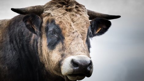 El ratón y el toro 7