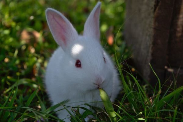 Las orejas del conejo 1