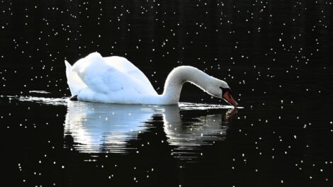 La leyenda de la princesa cisne 3