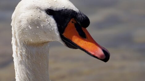 Los cisnes salvajes (1ra parte) 18