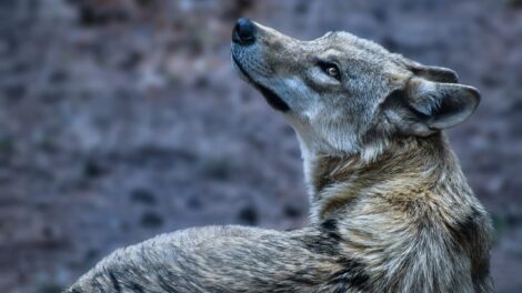 El lobo flautista y el cabrito 12