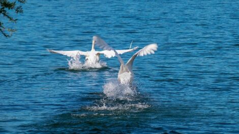 Los cisnes salvajes (4ta parte) 3
