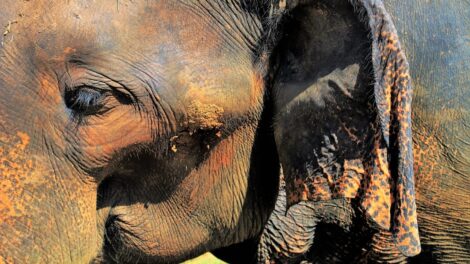 El león y el elefante 11