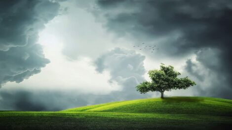 El árbol de las preocupaciones 9