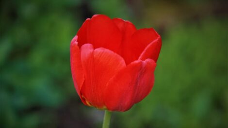 La leyenda del tulipán 5