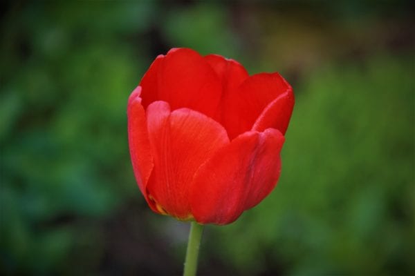 La leyenda del tulipán 1